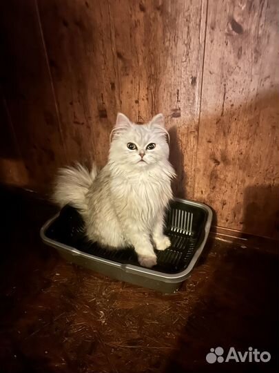 Кошечка персидская