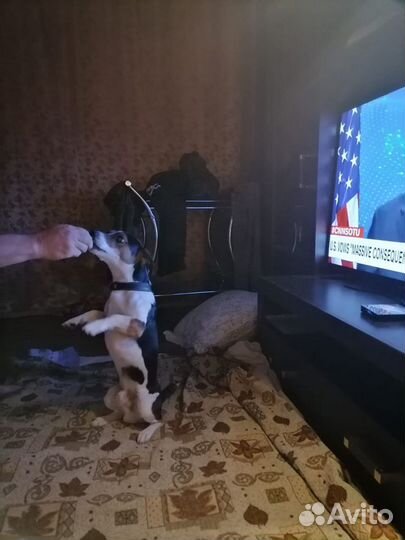 Случка собак джек рассел