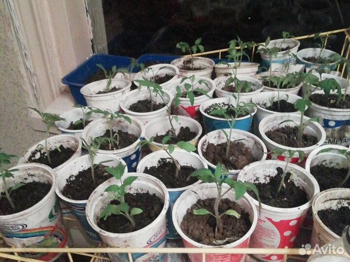 Рассада помидор