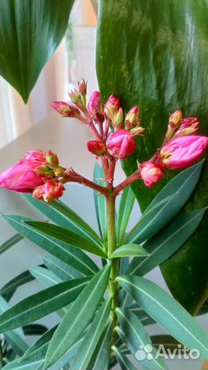 Олеандр - источник благополучия и аромата