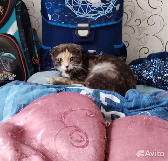 Очень красивая кошечка