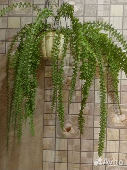 Цветы комнатные