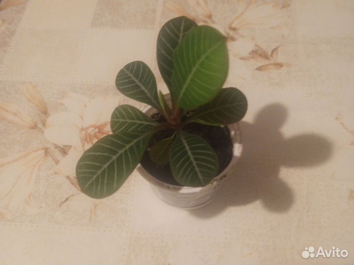 Молочай маленький