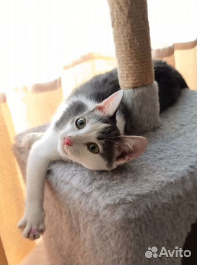 Кошечка в добрые руки