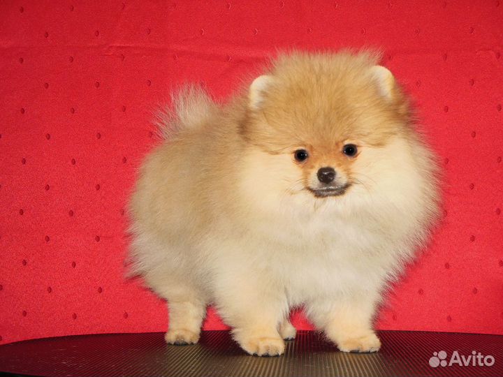 Шпицы — волшебные померанчики