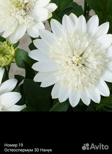 Остеоспермум рассада