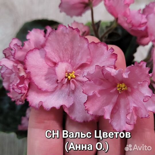 Сортовые фиалки листики