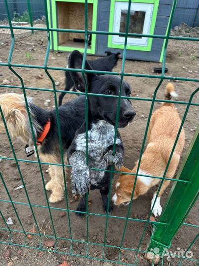 Собака подросток в добрые руки