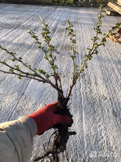 Безшипый крыжовник