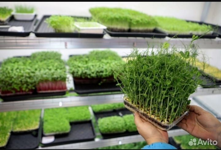 Микрозелень