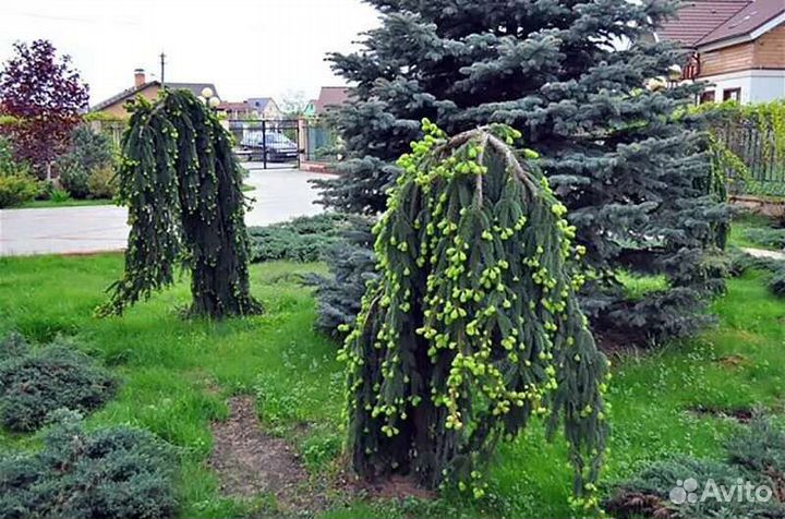 Ель инверса на штамбе