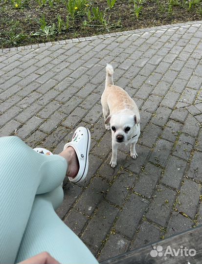 Чихуахуа отдам в хорошие руки