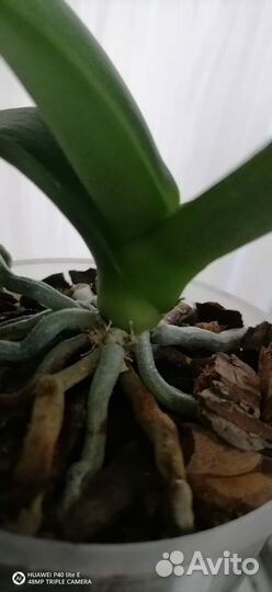 Орхидея фаленопсис