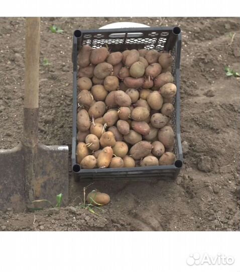 Семенной картофель