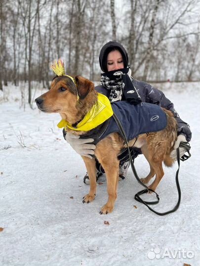 Собака в добрые руки
