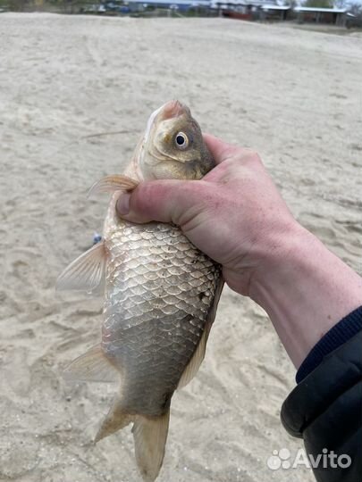 Прикормка для рыбалки