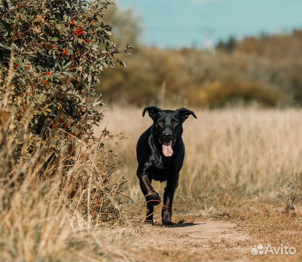 Черное золото. Дора