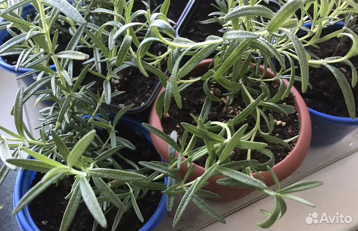 Розмарин в горшке