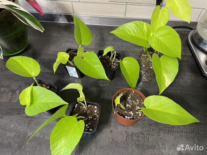 Филодендрон миканс, сциндапсус неон