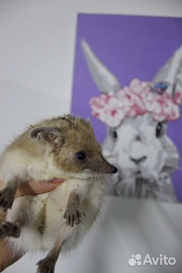 Ушастый и африканский ежики с вет. паспортом