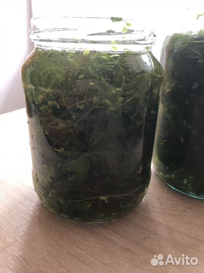 Бронь Аквариумные растения. Роголистник