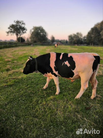 Продам коров и быков