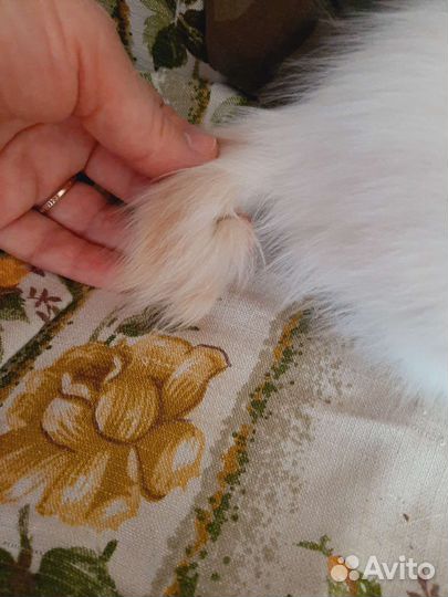 Котята от бобтейлов