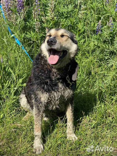 Шикарный Хан