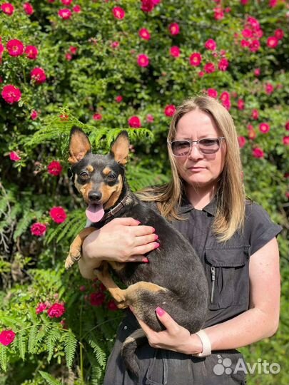 Маленькая собачка ждёт семью