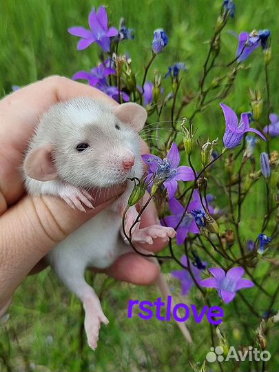 Крысята крысы дамбо малыши от ratlove