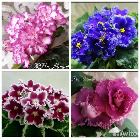 Сортовые фиалки набор