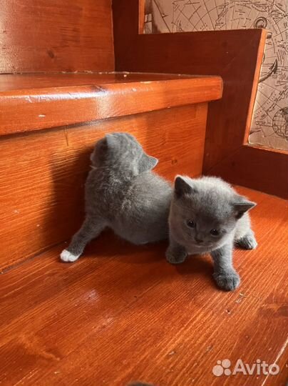 Британская