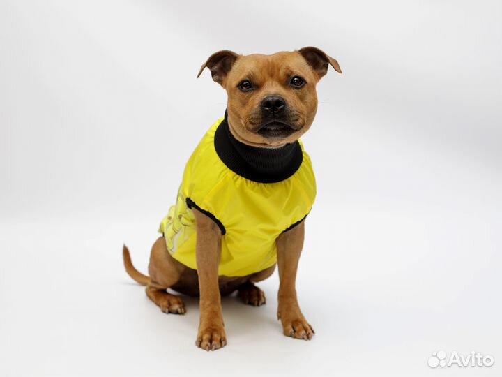 Жилетка для собак