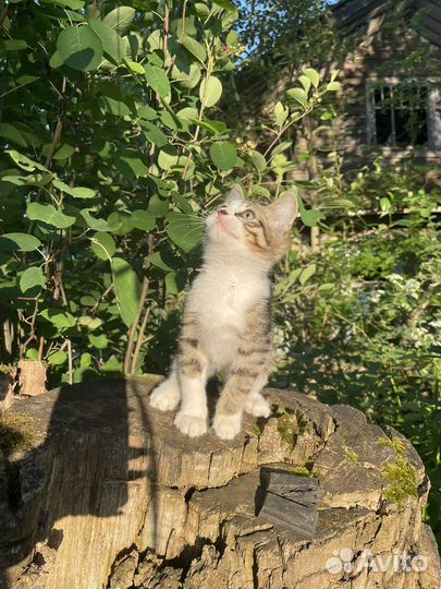 Кошки бесплатно