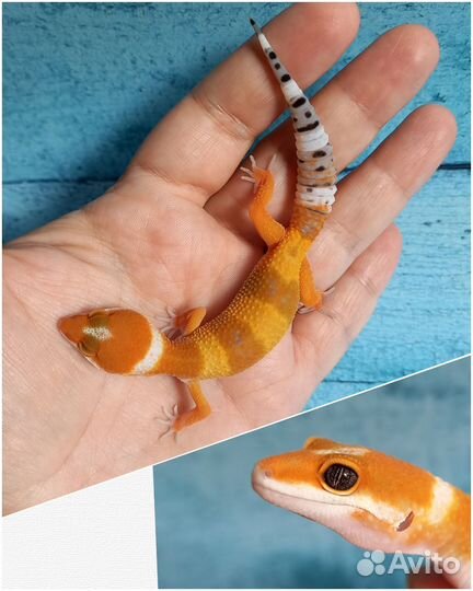 Эублефары малыши, Blood