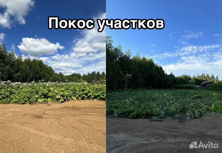 Уничтожение тараканов Клопов Обработка борщевика