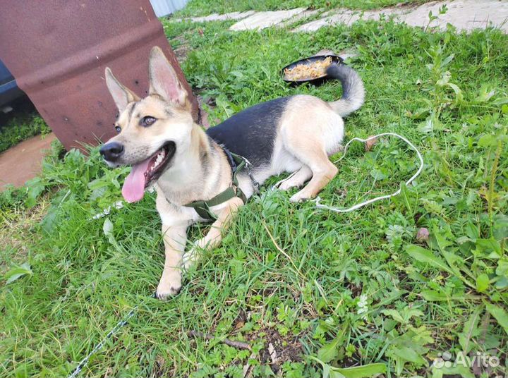 Коротколапый пёсик, 9 месяцев