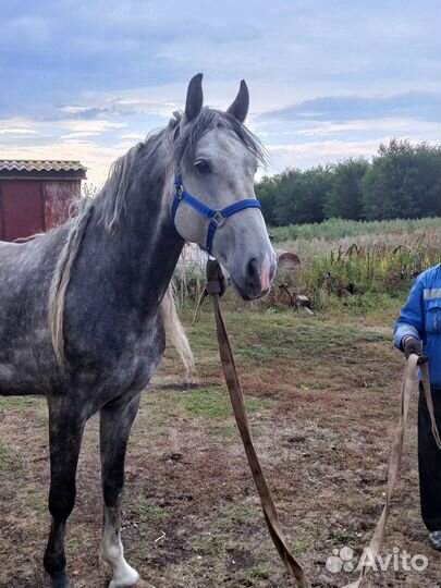 Жеребец орловский рысак