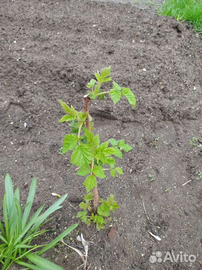 Ремонтантная малина