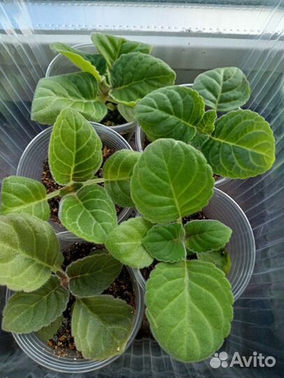 Глоксиния махровая, детки