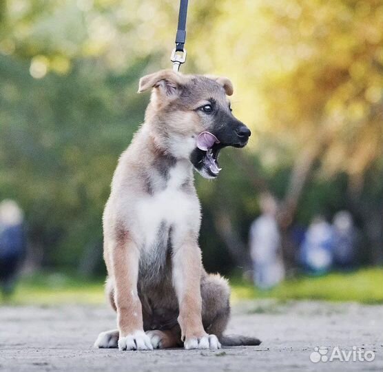 Щенок