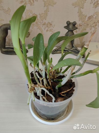 Катлея intermedia var.alba