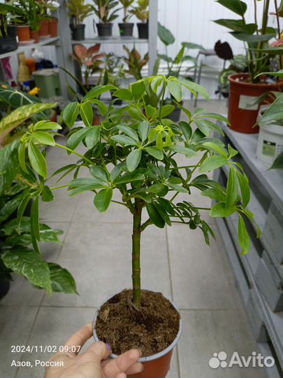 Комнатные растения