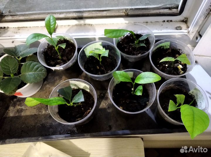 Растения комнатные и цитрусы