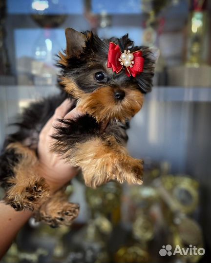 Мини девочка кукла vip