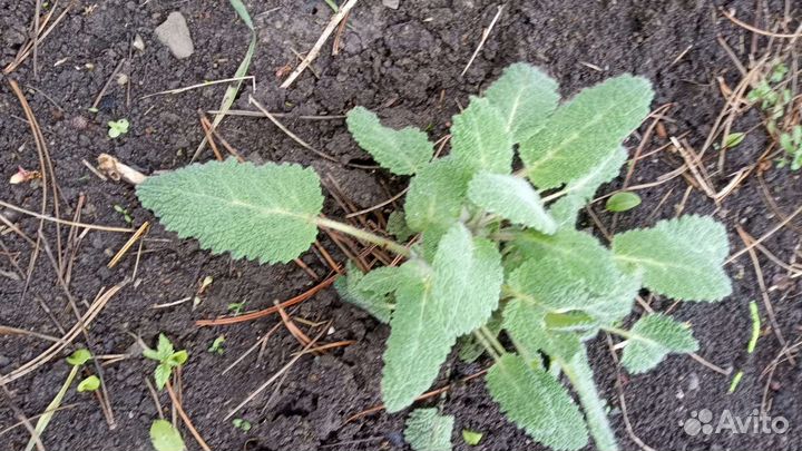 Пряные и декоративные растения