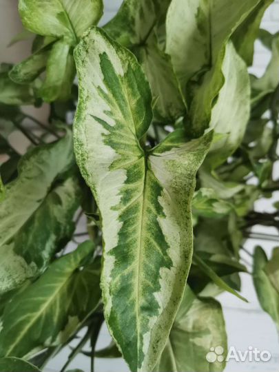 Сингониум Три Короля (Three Kings)