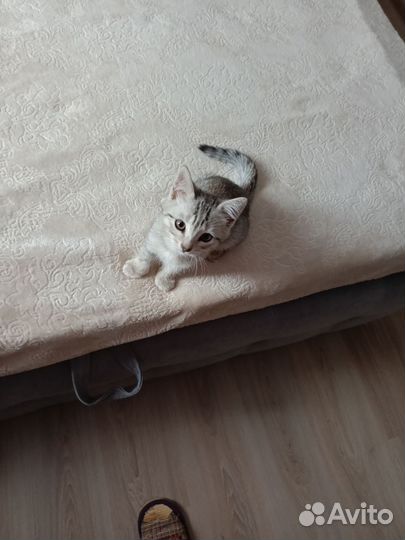 Отдам в добрые руки