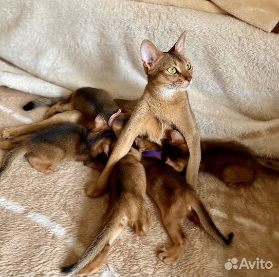 Абиссинские котята