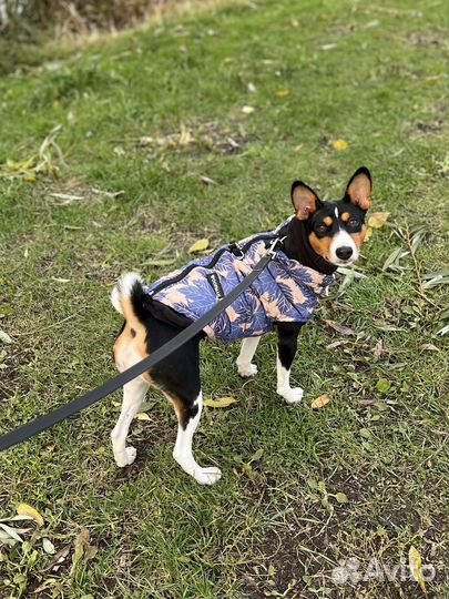 Передержка собак с любовью и вниманием / выгул